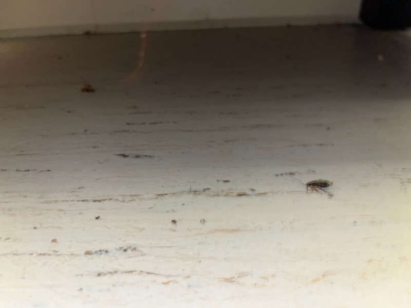 cockroaches